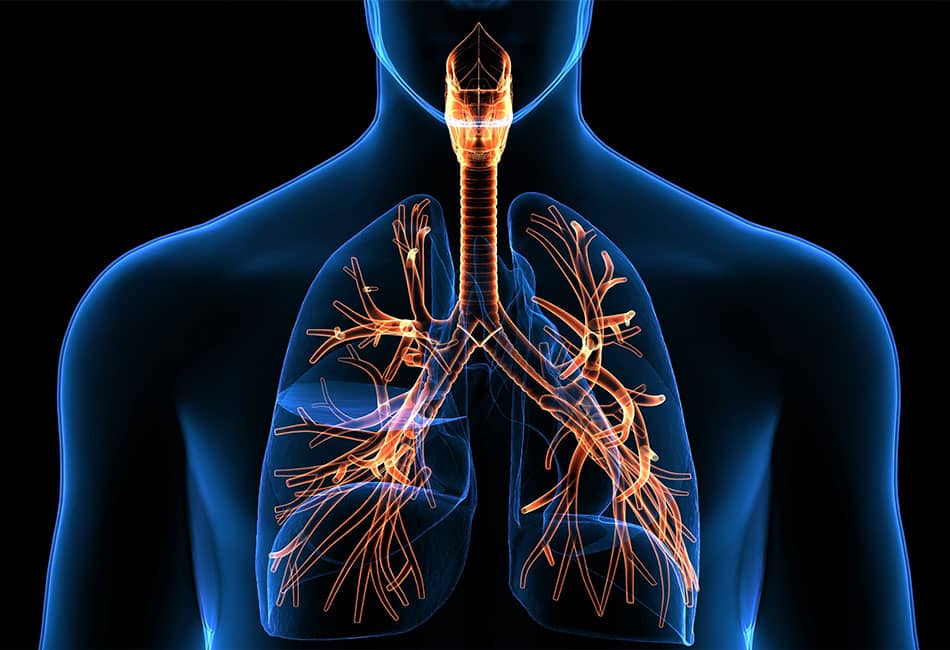 Illustration of human lungs inside the human body.